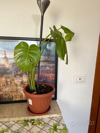 Monstera Deliciosa – Pianta tropicale elegante 🌿