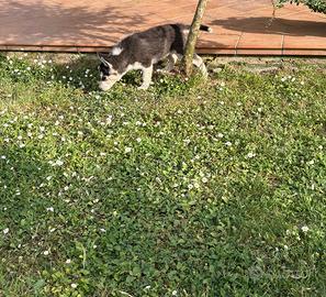 Cuccioli di Siberian Husky