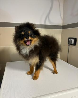 Volpino Pomerania Toy BLACK&TAN femmina 6 mesi