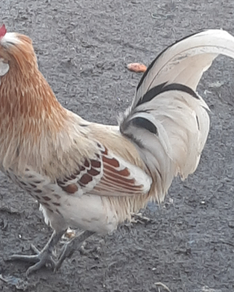 Galli