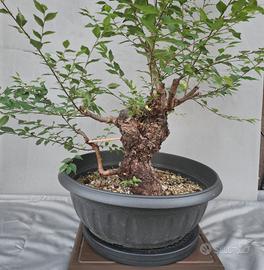 prebonsai 