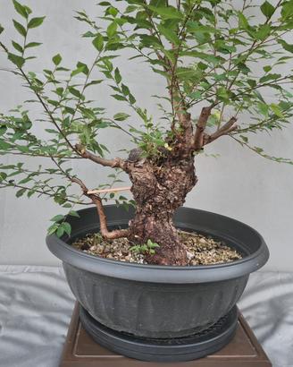 prebonsai 