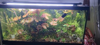 piante per acquario