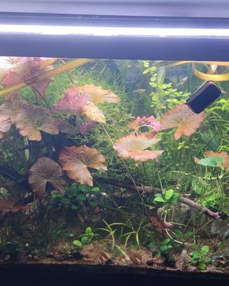 piante per acquario