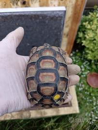 Marginata del 2022