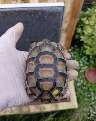 Marginata del 2022