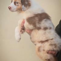Cuccioli maschi pastore australiano pedigree