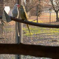 Coppia parrocchetti dal collare ADULTA