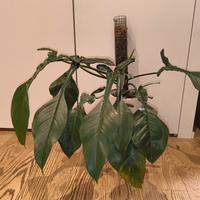 Philodendron Joepii