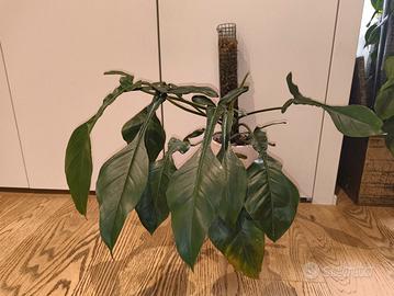 Philodendron Joepii