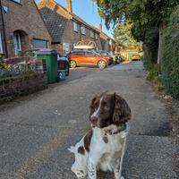 Springer spaniel inglese per accoppiamento