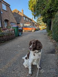 Springer spaniel inglese per accoppiamento