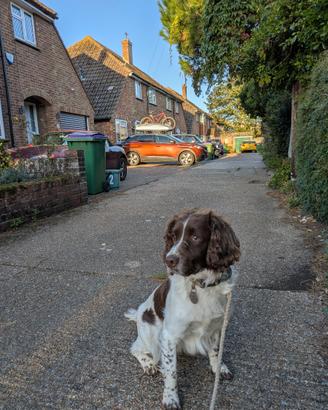 Springer spaniel inglese per accoppiamento