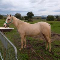 Puledra Paint Horse