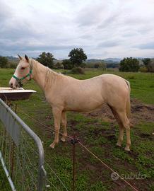 Puledra Paint Horse