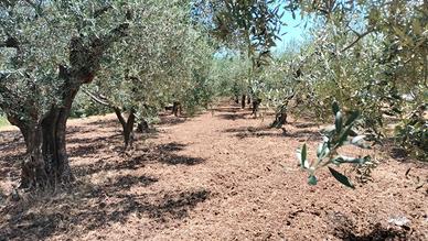 Terreno agricolo uliveto