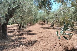 Terreno agricolo uliveto