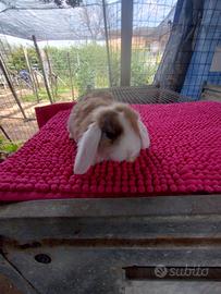 Coniglietto ariete nano