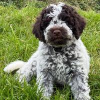 Cuccioli lagotto Pedigree Roi da tartufo