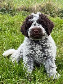Cuccioli lagotto Pedigree Roi da tartufo