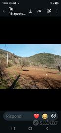 Terreno di 19000 mq con uliveto e vigneti