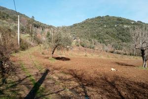 Terreno di 19000 mq con uliveto e vigneti