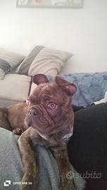 Bulldog francese