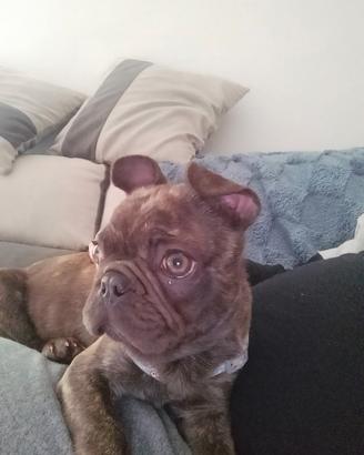 Bulldog francese