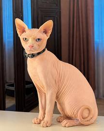 Gatto canadian sphynx per accoppiamento