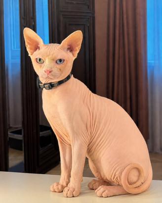 Gatto canadian sphynx per accoppiamento