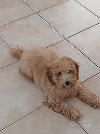 Cane barboncino femmina