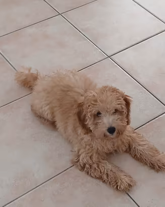 Cane barboncino femmina