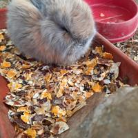 Coniglio ariete nano