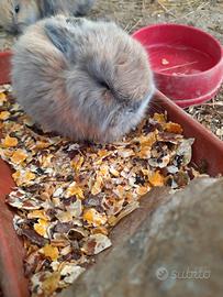 Coniglio ariete nano