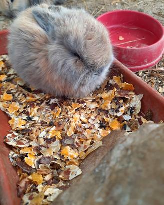 Coniglio ariete nano