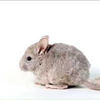 Cucciolo di Cincillà