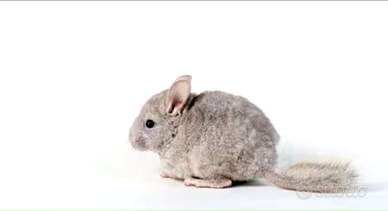 Cucciolo di Cincillà