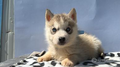 Siberian Husky con pedigree enci