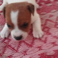 Splendide femminucce di Jack Russel