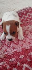 Splendide femminucce di Jack Russel
