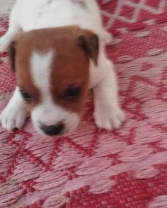 Splendide femminucce di Jack Russel