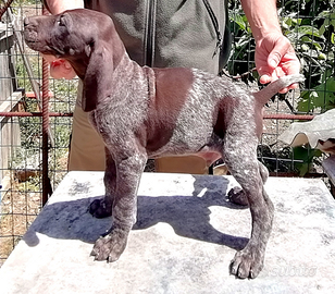 Cuccioli kurzhaar bracco tedesco