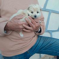 Cucciola di cane trovato a Carbonia Smarrito