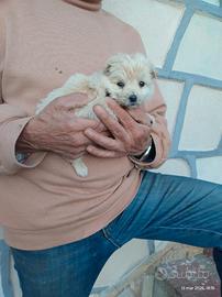 Cucciola di cane trovato a Carbonia Smarrito