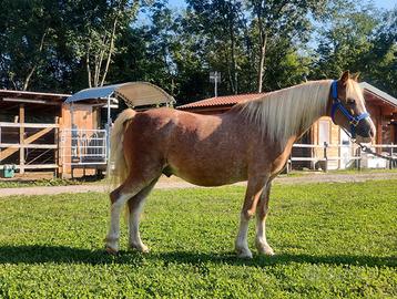 Cavallo taglia pony