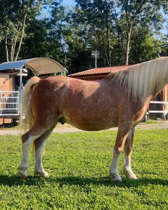 Cavallo taglia pony