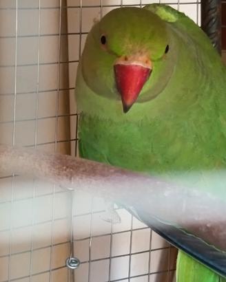 Parrocchetto D. Colare