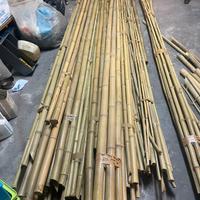 Canne di BAMBU