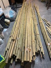 Canne di BAMBU