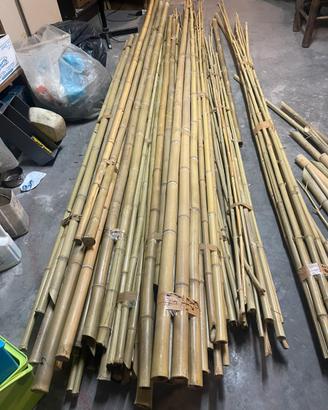 Canne di BAMBU